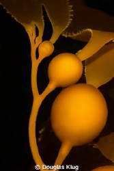 Healthy Growth. Kelp bladders growing. Shot with a Canon ... by Douglas Klug 